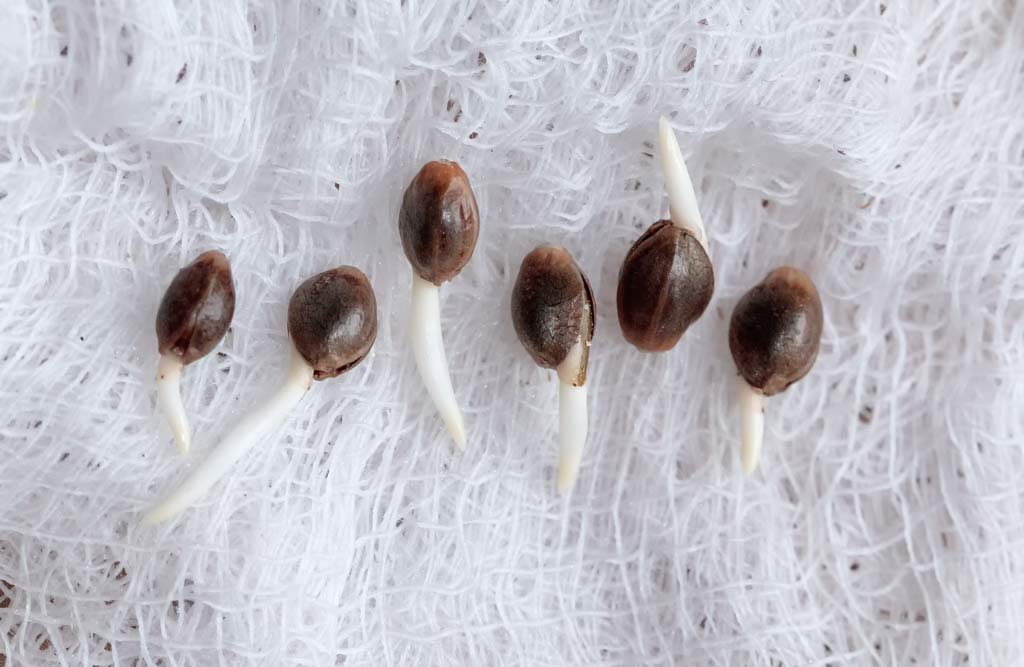 Kimbo Kush taproots