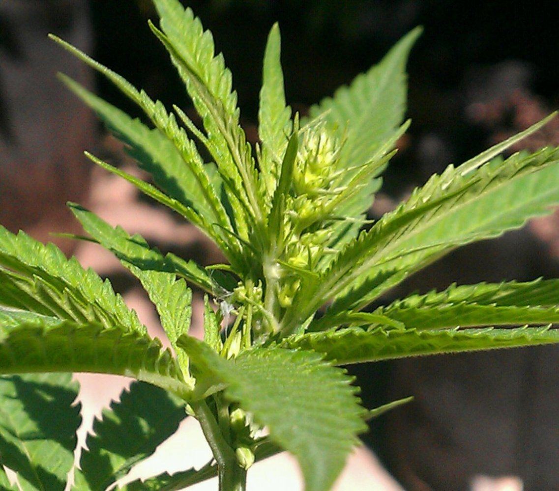 Kimbo Kush x Mr White dude