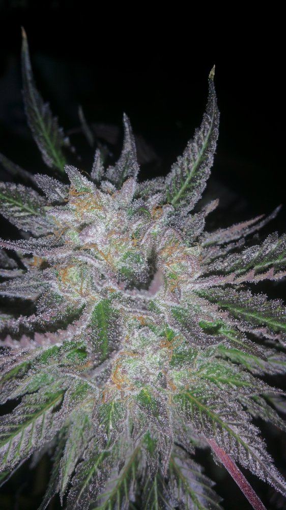Kimbo pheno finish 10