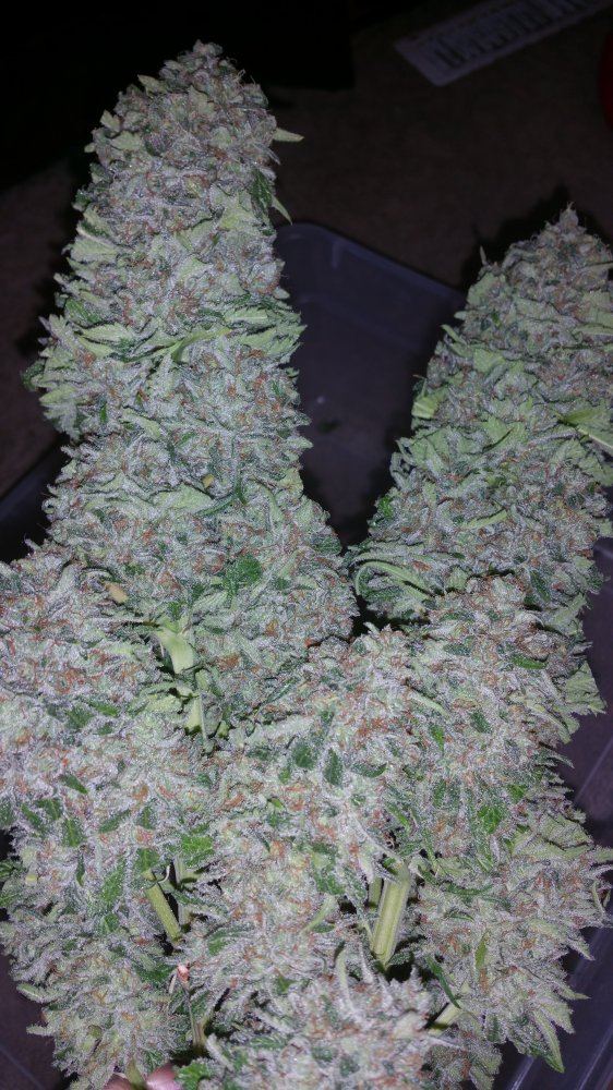 Kimbo pheno finish 12