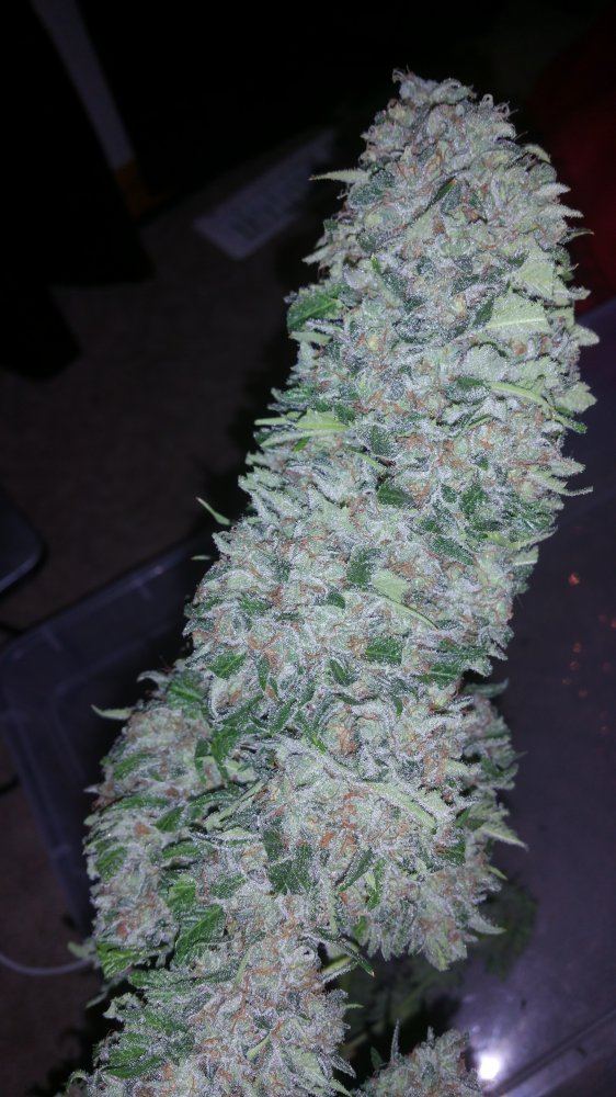 Kimbo pheno finish 13