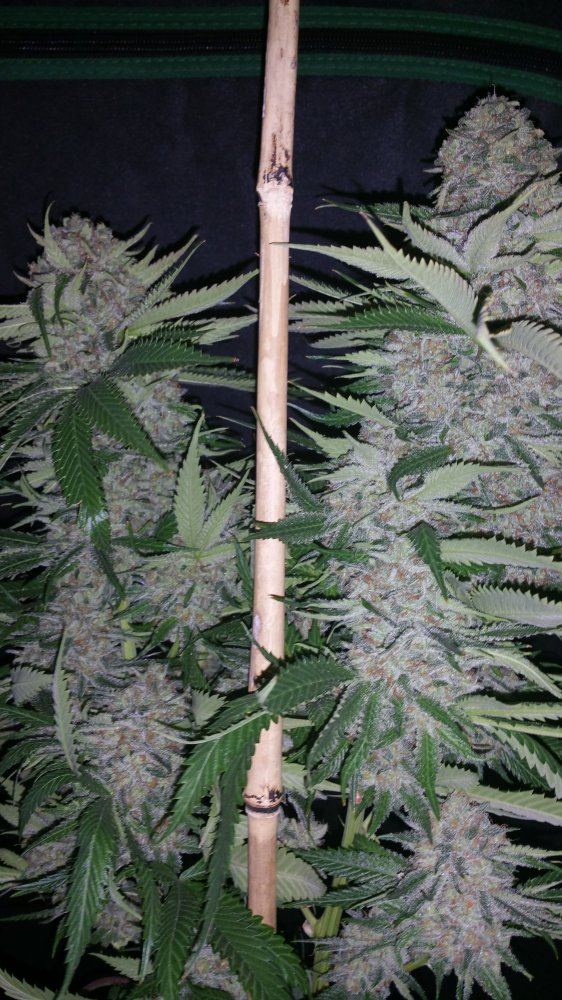 Kimbo pheno finish 14