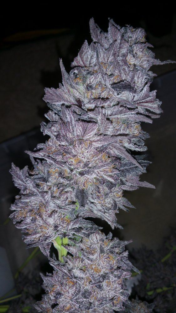 Kimbo pheno finish 15