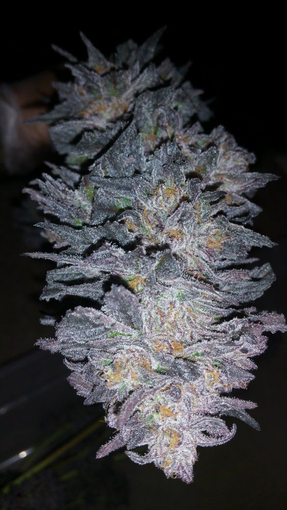 Kimbo pheno finish 16