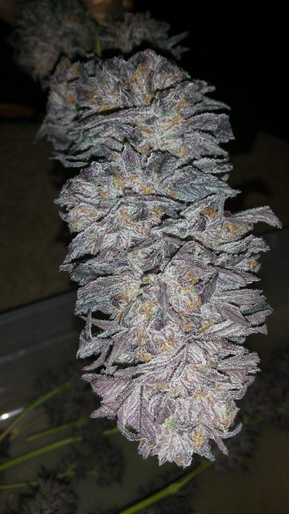 Kimbo pheno finish 17