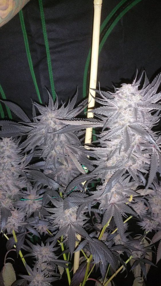 Kimbo pheno finish 18