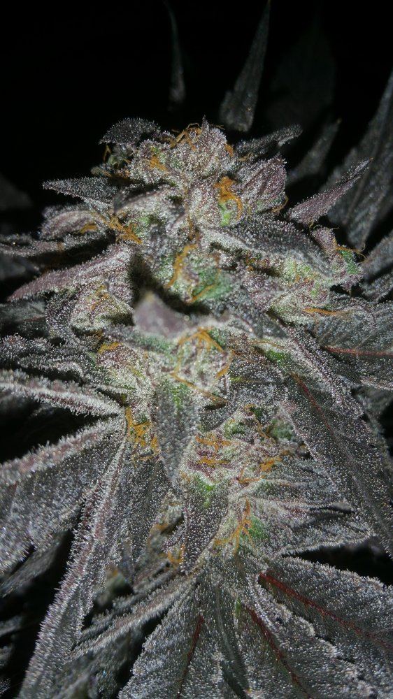 Kimbo pheno finish 19