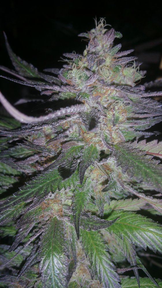 Kimbo pheno finish 2