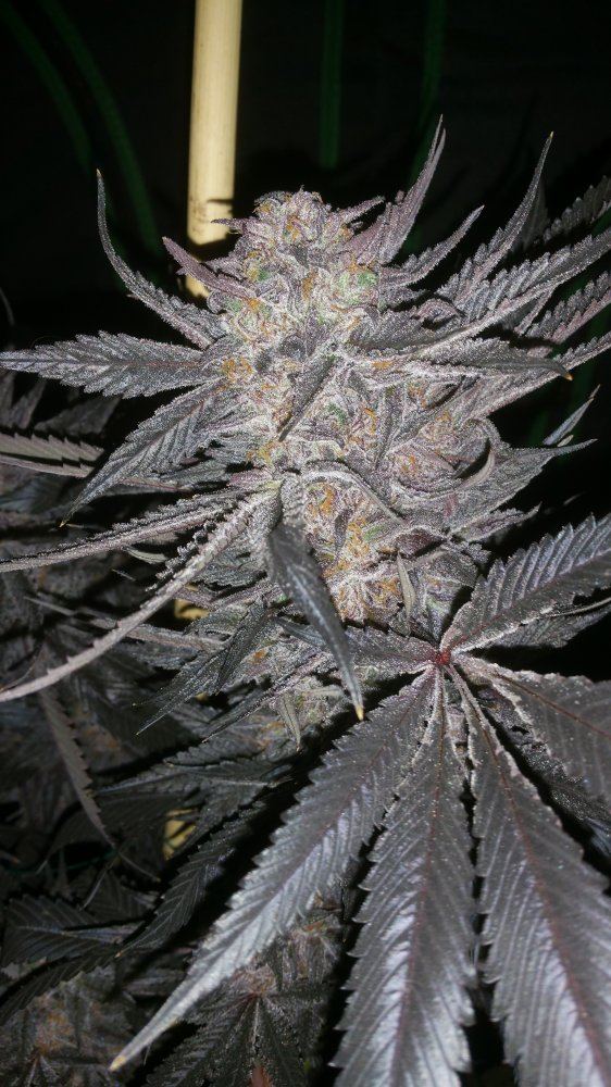 Kimbo pheno finish 20