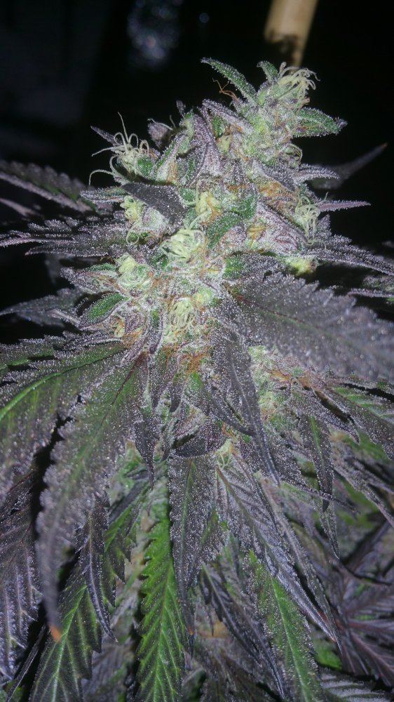 Kimbo pheno finish 3
