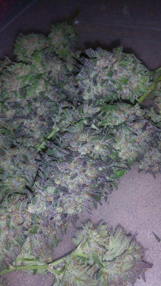 Kimbo pheno finish 6