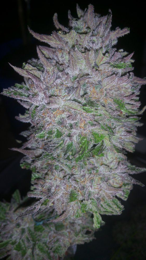 Kimbo pheno finish 7