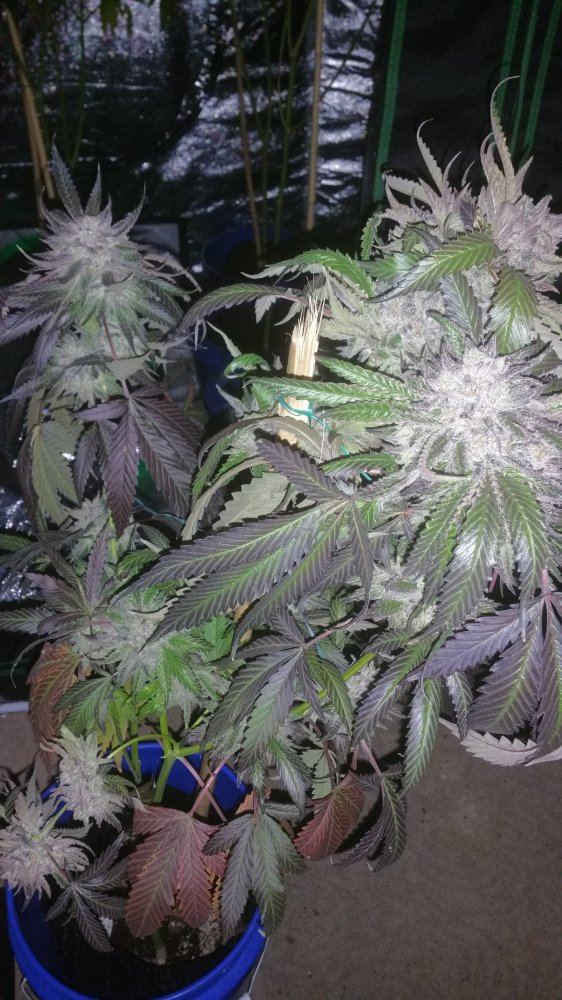 Kimbo pheno finish 8
