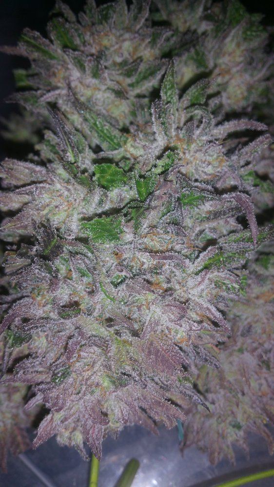Kimbo pheno finish 9