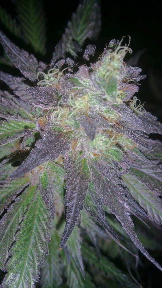 Kimbo pheno finish