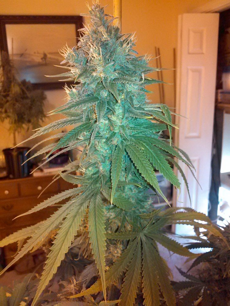 KIMG0011