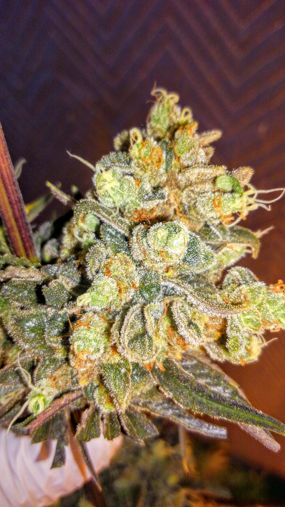 KIMG00452