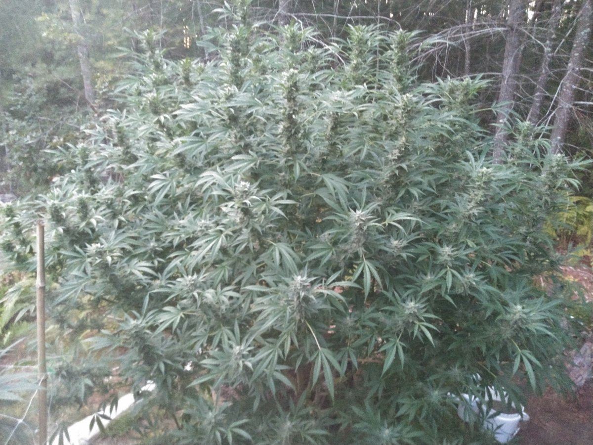 KIMG0950