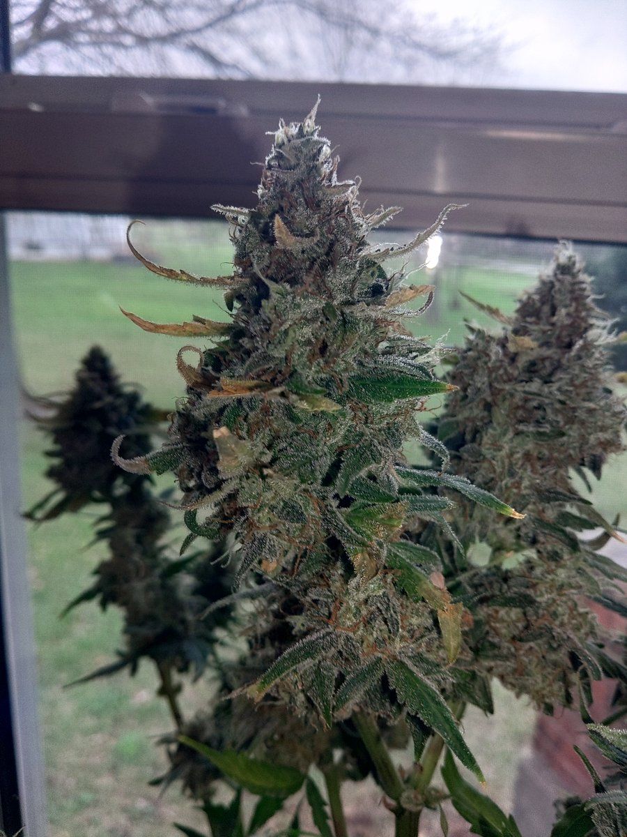 KIMG2251