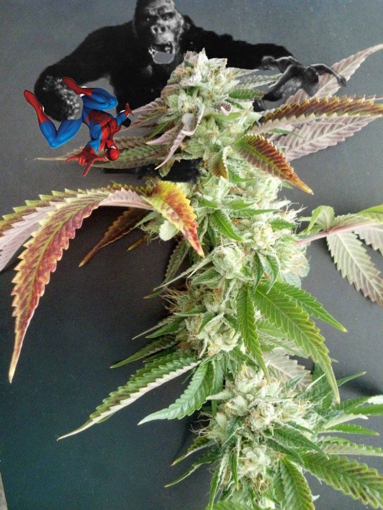King kong