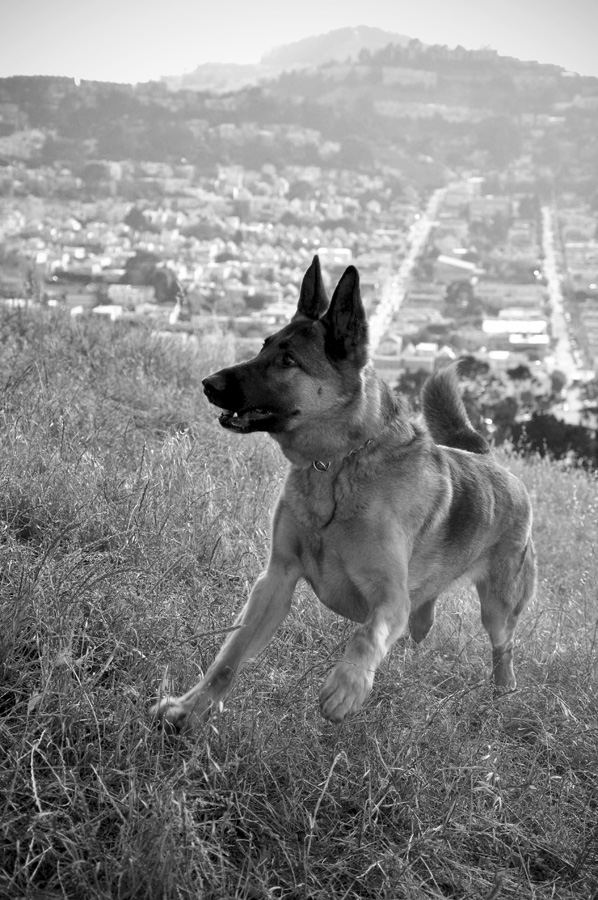 King of the hill 2