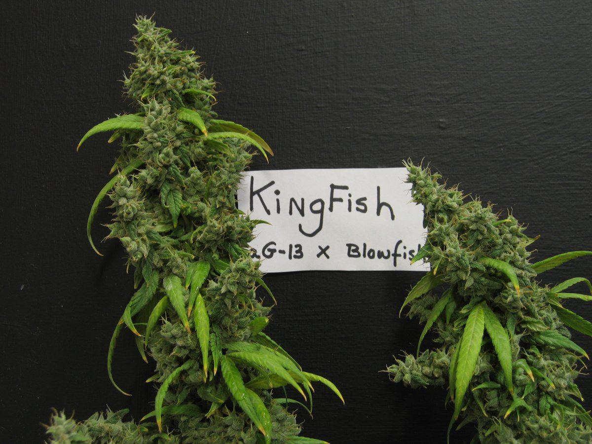 Kingfish