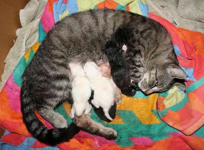 Kittens