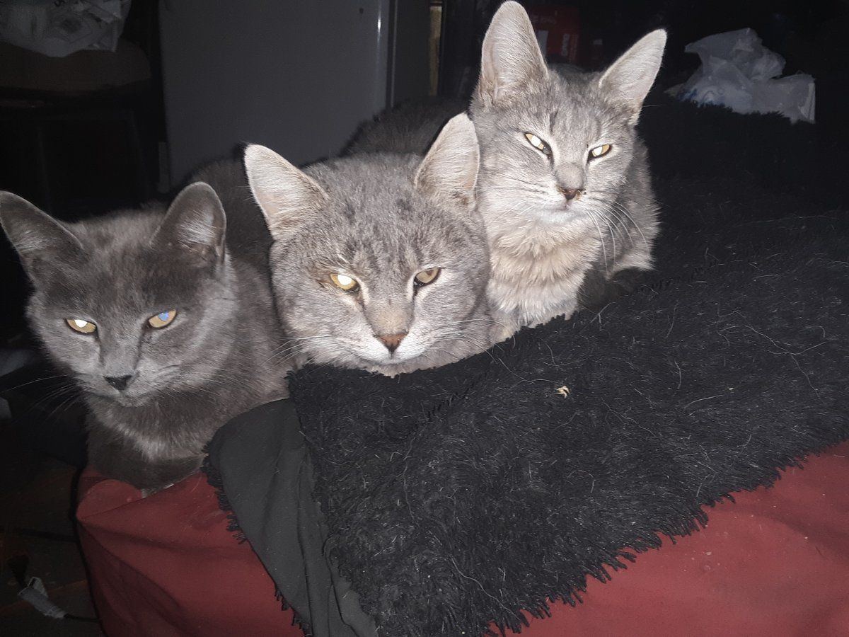 Kitties1