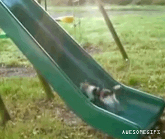 Kitty slide run