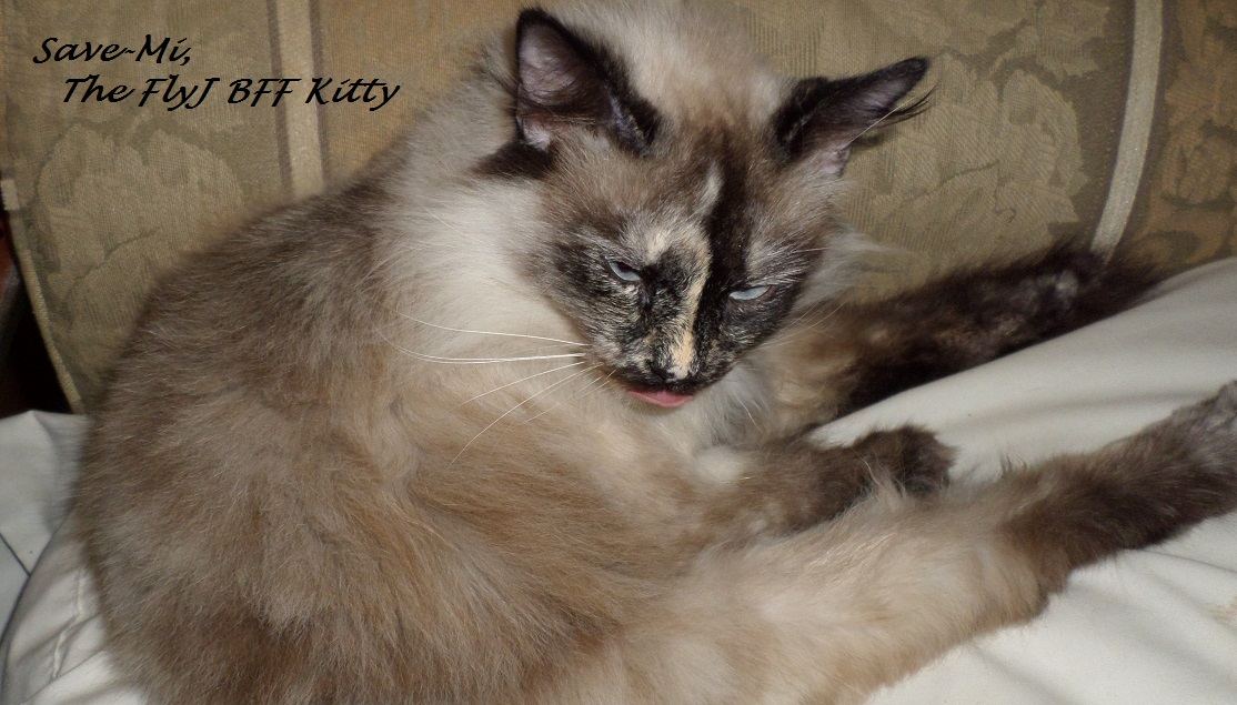 Kitty 1