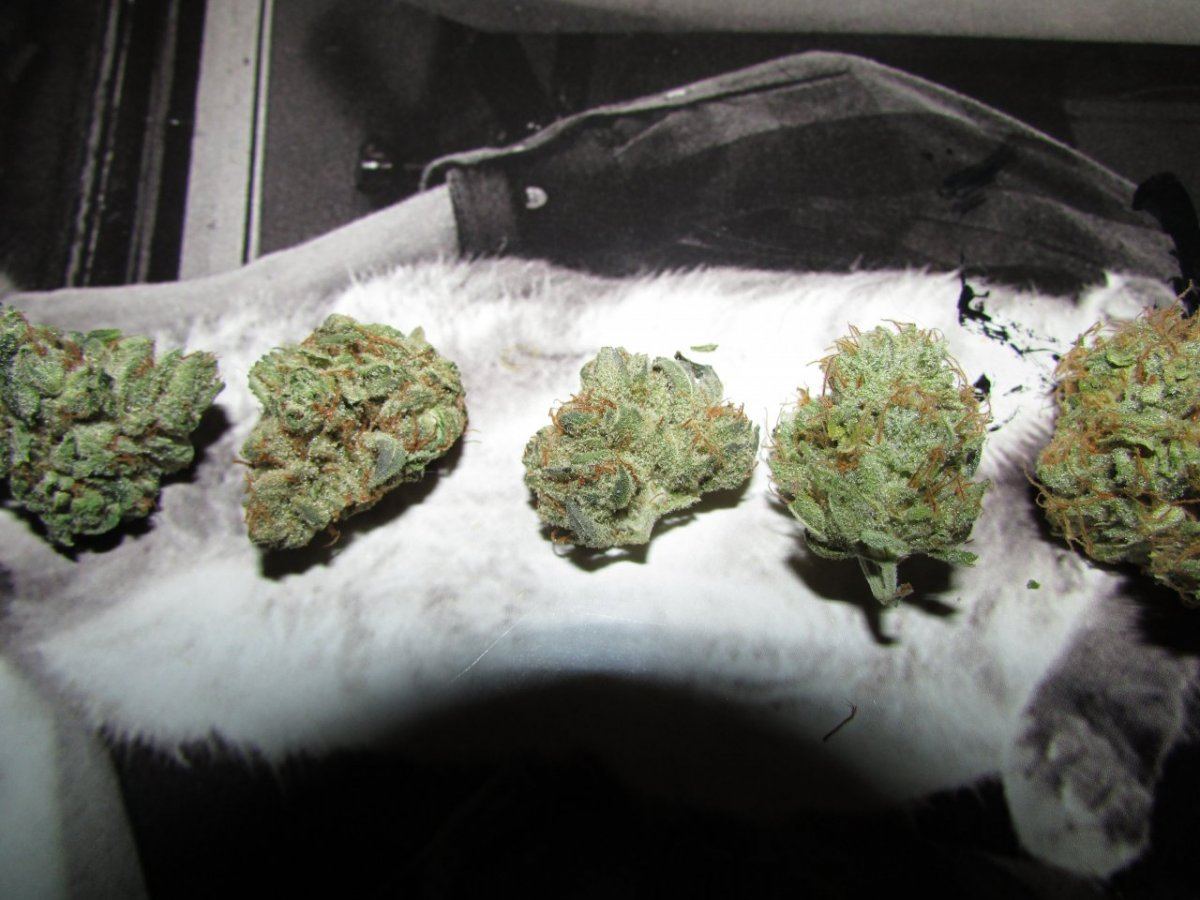 Kittydanks 010