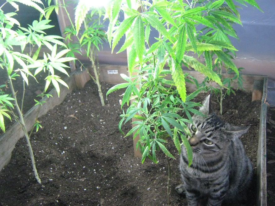 Kittyinthecave