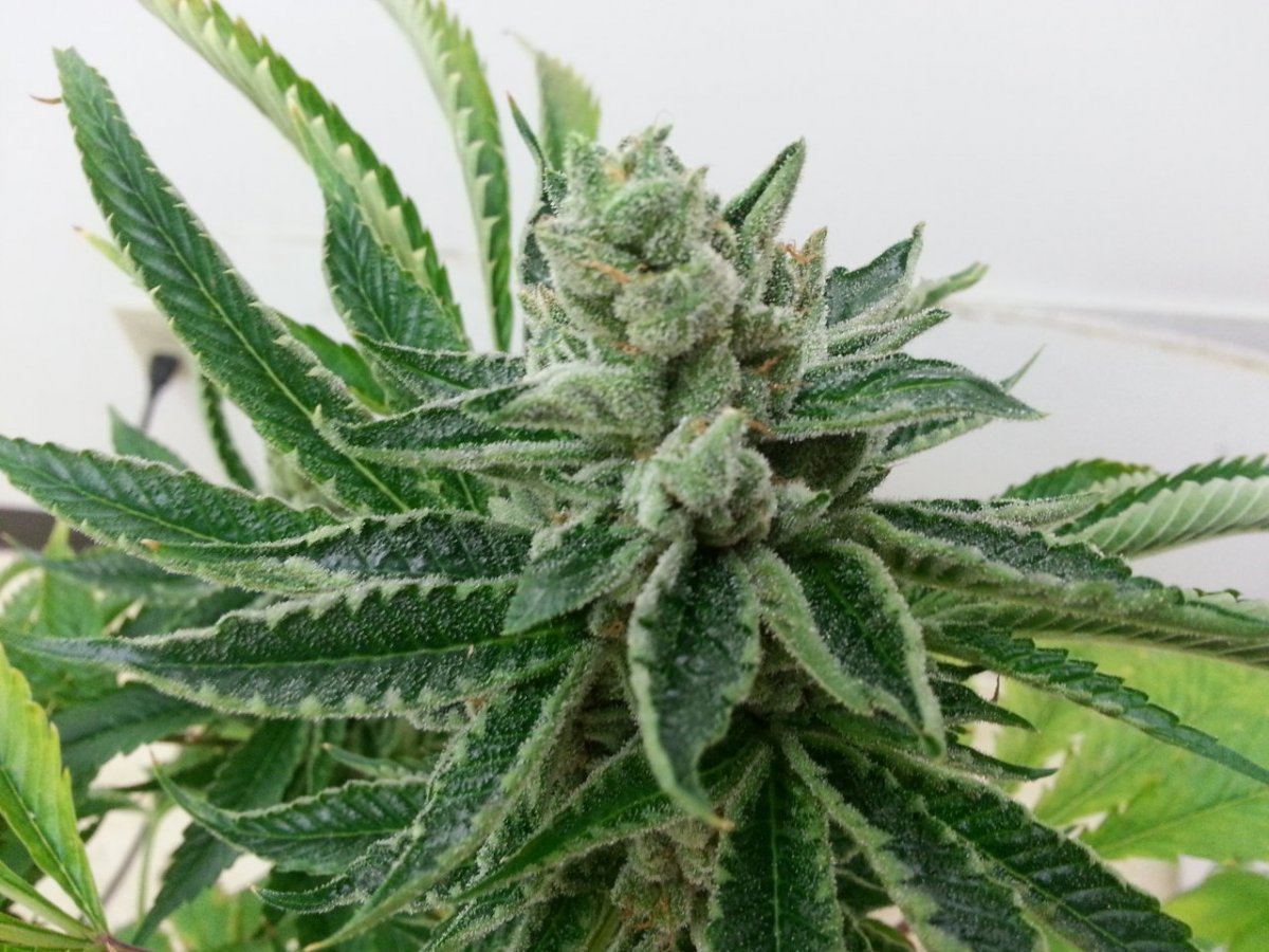 Kk seeded TangeKush