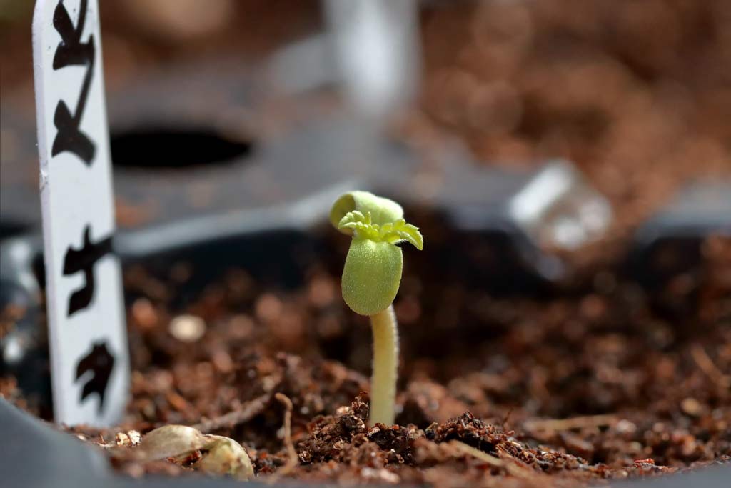 KK seedling