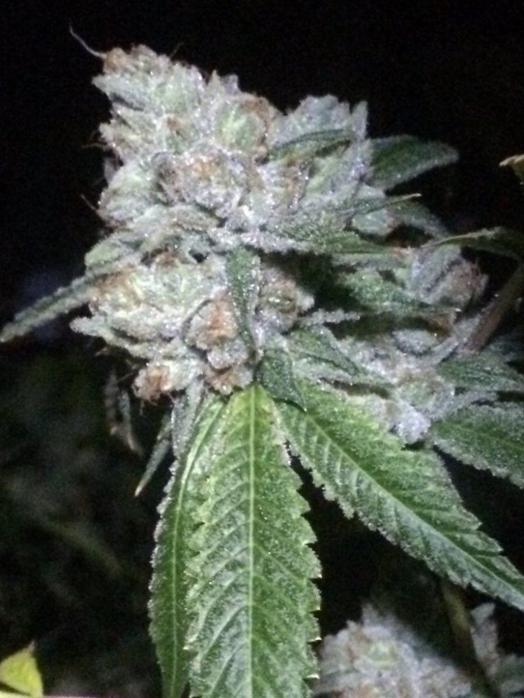 KK1