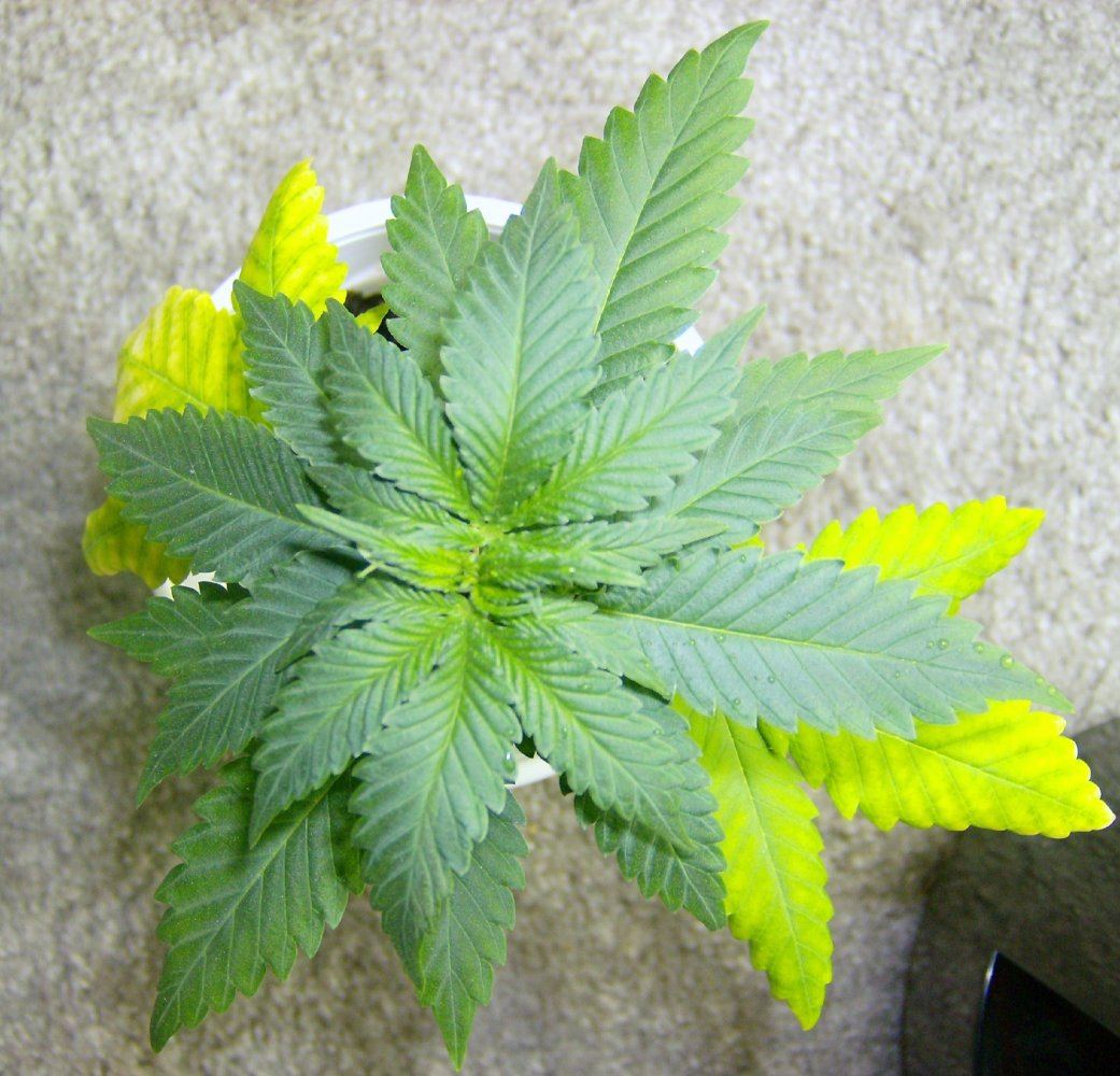 Kksc x alien kush 2