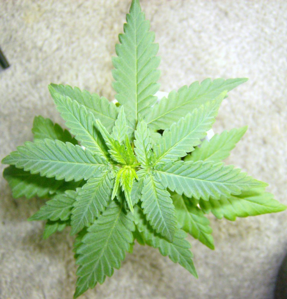 Kksc x alien kush