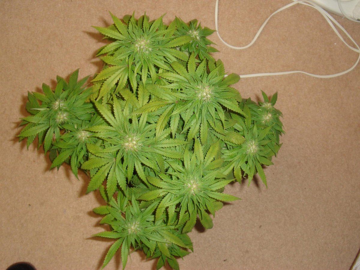Ko kush day 39
