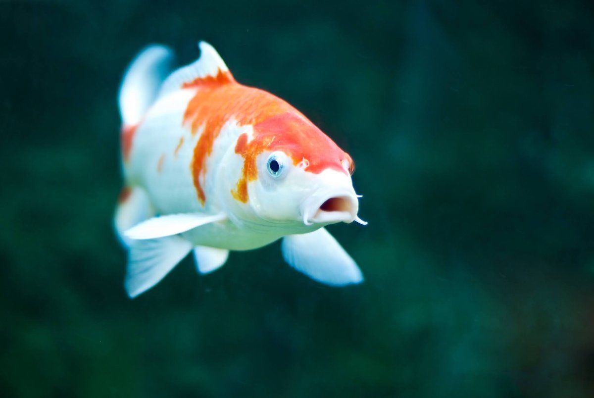 Koi