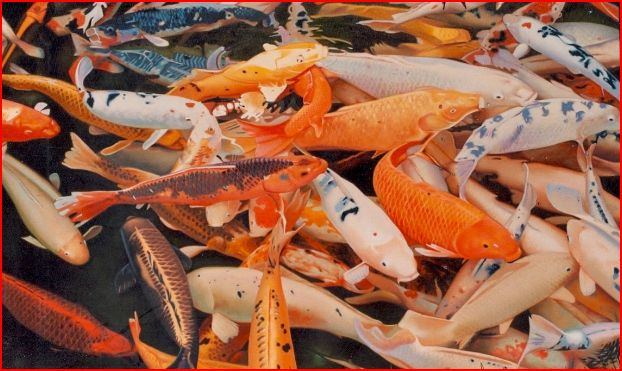 Koi1