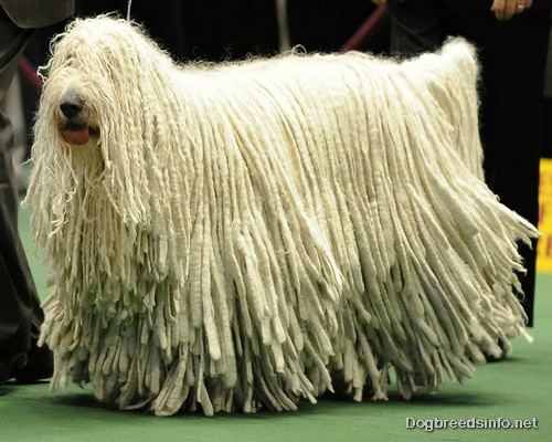 Komondor 4