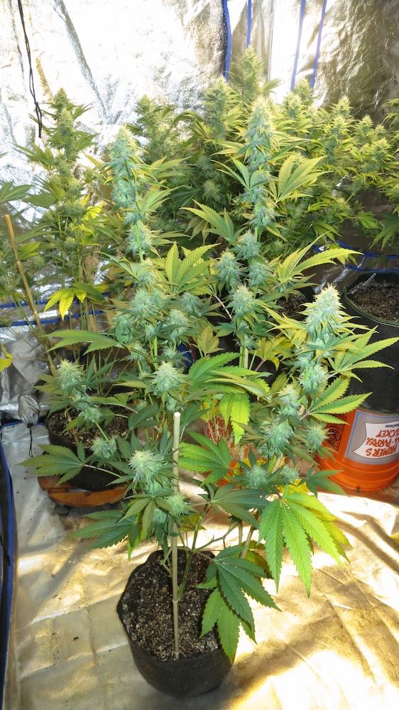 KOOSHTREE sf