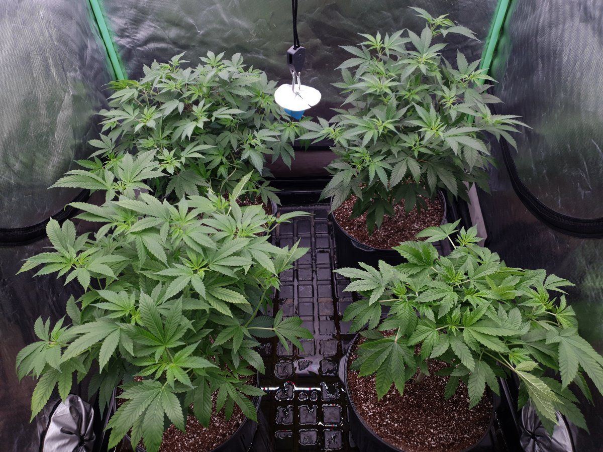 Kosher cookie and headband1