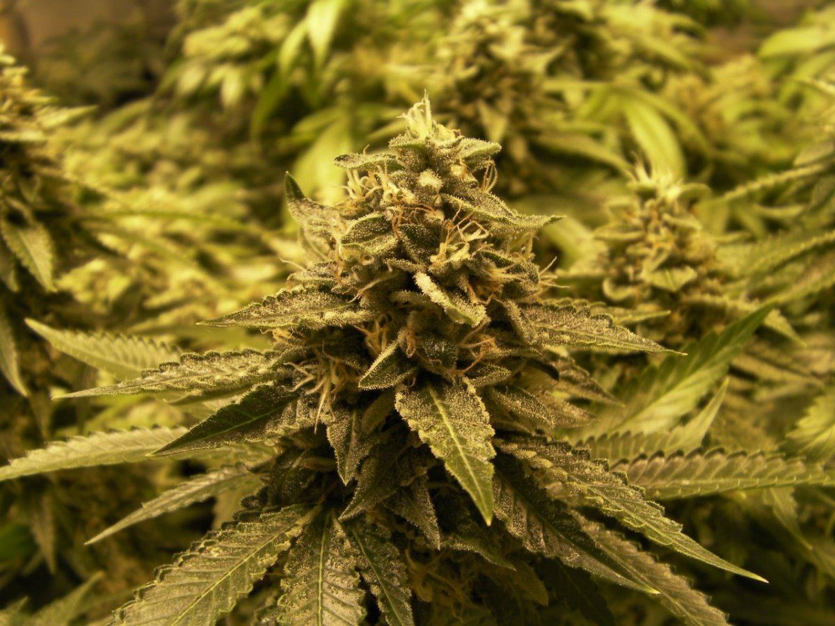 Kosher Kush 2
