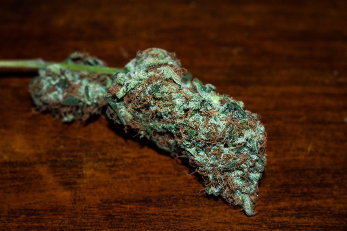 Kosher Kush 2A