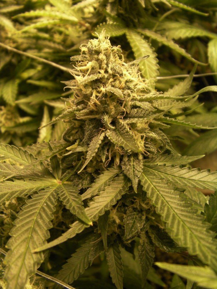 Kosher Kush 3