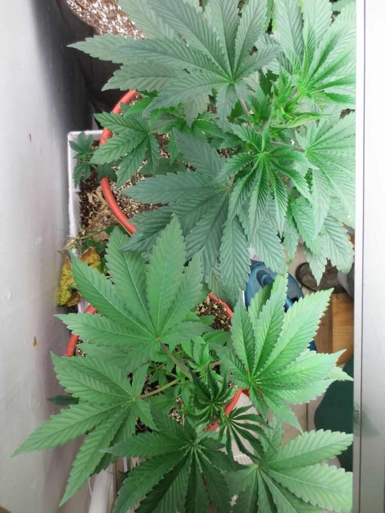 Kosher kush bush 003 cleaned