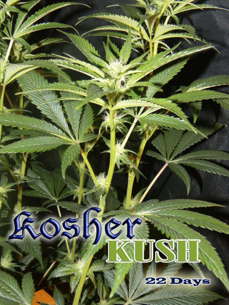 Kosher kush