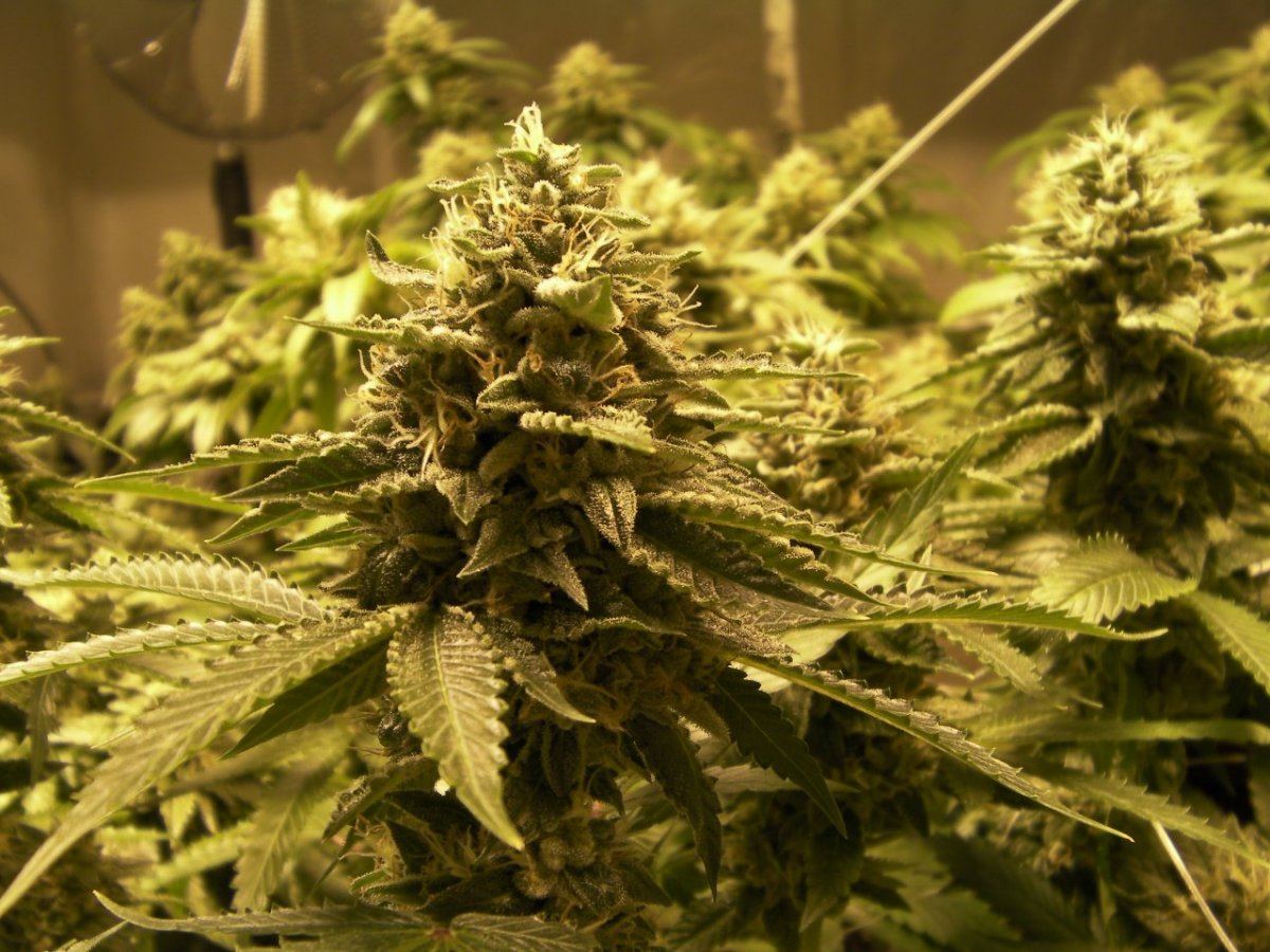 Kosher Kush