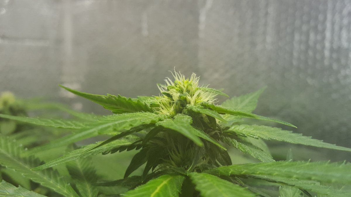 Kosher kush start wk 3